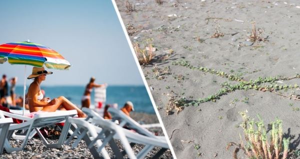 На пляжах Сочи началась экспансия ядовитого сорняка