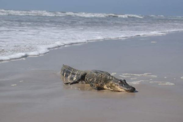 Непогода вынудила аллигатора переплыть Мексиканский залив