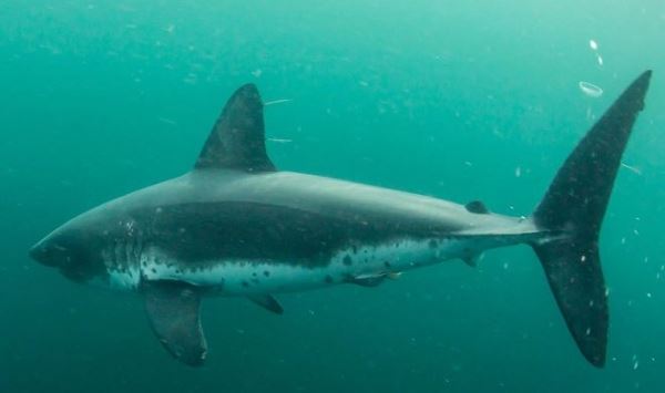 Ирландский рыбак был спасен после схватки с акулой