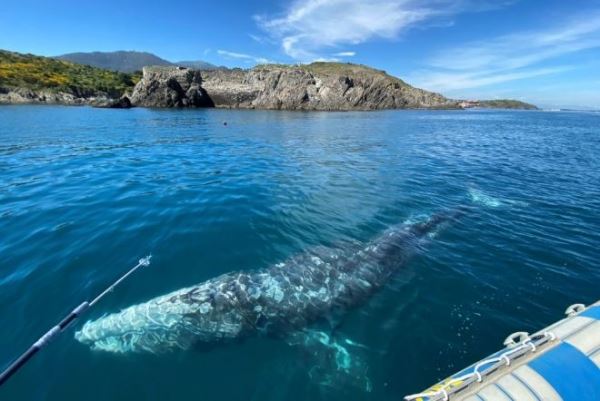 В Средиземном море обнаружен заблудившийся серый кит 